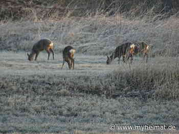 Sind jede Witterung ausgesetzt ! - Lutherstadt Wittenberg - myheimat.de