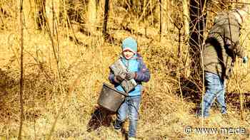 Helfer machen Frühjahrsputz im Stadtwald Wittenberg - Mitteldeutsche Zeitung