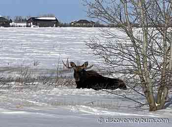 Increase in moose sightings in Weyburn - DiscoverWeyburn.com