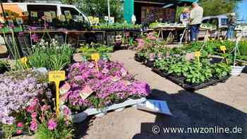 Huder Wochenmarkt: Ist der Schützenplatz eine gute Alternative? - Nordwest-Zeitung