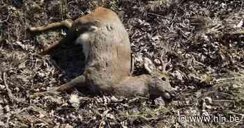 Foto dode ree lokt veel reacties uit op sociale media - Het Laatste Nieuws