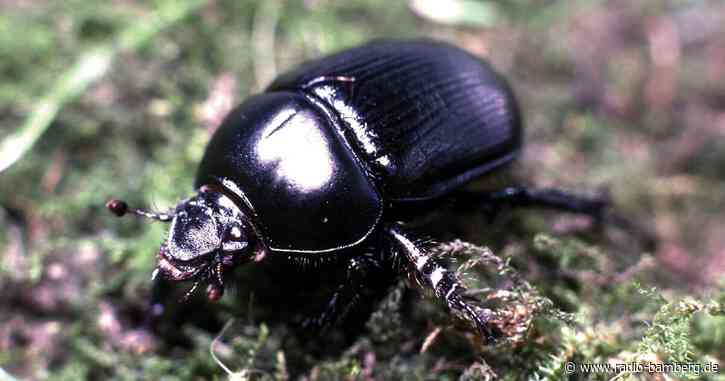 Rote Liste: Über ein Viertel der Insektenarten gefährdet