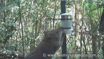 Potoroo population increasing in Victoria - Western Advocate