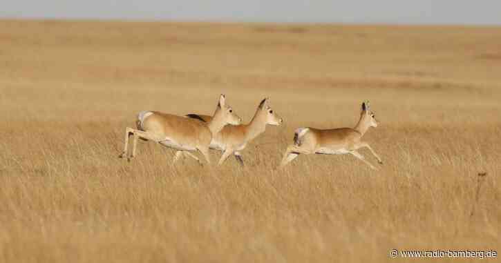 Gazelle läuft 18 000 Kilometer in 5 Jahren