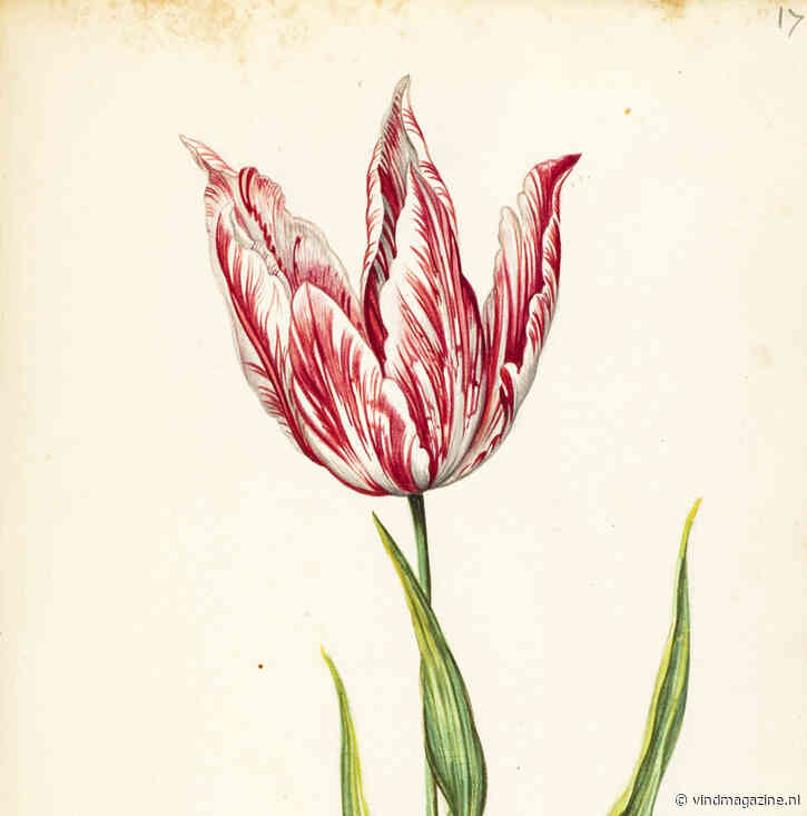 Rijksmuseum toont Tulpenboek uit Collectie Six