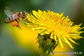 Der NaBu Sehnde öffnet am 1. April erneut sein Büro an der Mittelstraße - AltkreisBlitz