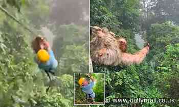 Boy crashes into a sloth on a zipline in Costa Rican forest [VIDEO] - Daily Mail