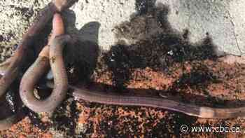 Coming soon to a backyard or forest near you: the invasive Asian jumping worm - CBC.ca