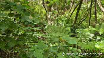 More than $1 million dedicated to protect 374.5ha of native forest - New Zealand Herald