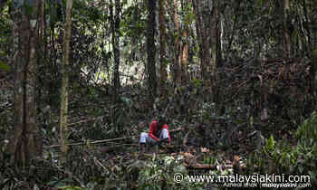 NGOs disappointed over RM1.4b credit to forest plantation operators - Malaysiakini