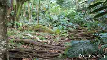 Borno confirms killing of lion in Sambisa Forest - Guardian Nigeria