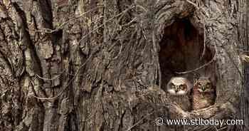 Signs of spring: Forest Park owlets attract fans, followers - St. Louis Post-Dispatch