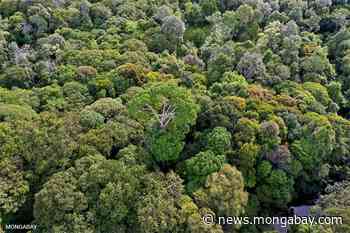 Study: Indonesia's forest-clearing moratorium underdelivered — but so did donors - Mongabay.com