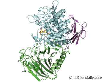 Bacterial Enzyme Makes New Type of Biocompatible, Biodegradable Polymer