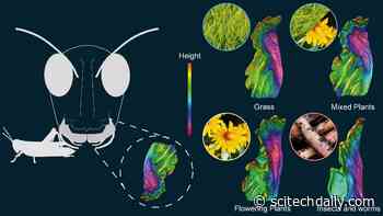 What Do Grasshoppers Eat? Startling Similarities Discovered Between the Mouths of Grasshoppers and Mammal Teeth
