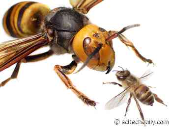 Sex Pheromone Could Be Key to Stopping Giant “Murder” Hornet Invasion