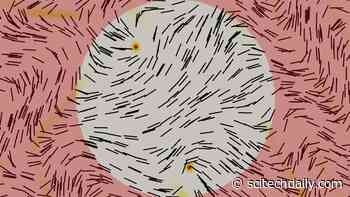 Molecular Engineers Show How To Make “Computer” Out of Liquid Crystals