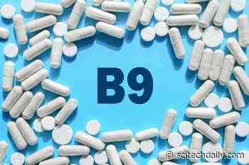Low Folate (Vitamin B9) May Be Linked to Heightened Dementia and Death Risks in Older People
