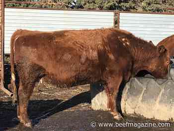 What causes hair loss, itching in cattle?