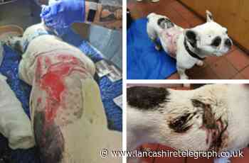 RSPCA Investigation launched after French Bulldog found with horrific burns on body