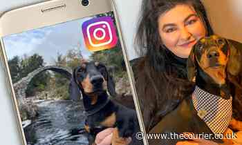 Meet Chester - the Angus 'dogfluencer' who's become an Instagram sensation - The Courier