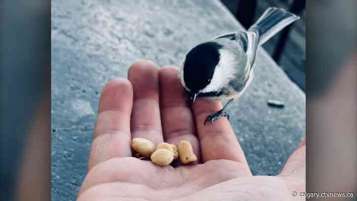 Calgary's warm streak continues, rain potential tonight