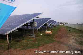 Kommt Fusion mit der GGEW? - Lampertheim - Nachrichten und Informationen - Mannheimer Morgen