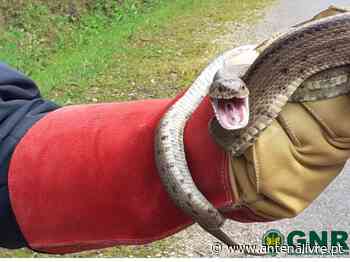 Ferreira do Zêzere: GNR recolhe cobra-de-escada numa obra - Antena Livre