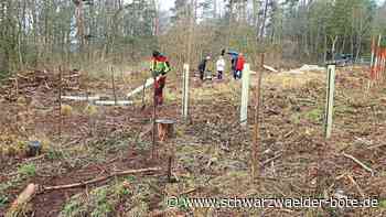Waldbau: Althengstetter Seniorenrat spendet für Pflanzung von 300 Elsbeeren