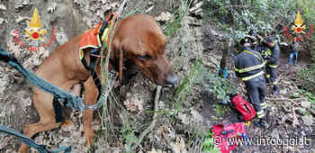 Pentone. I Vigili del Fuoco, salvano cane da caccia caduto in un dirupo di circa 80 metri in zona impervia - InfoOggi