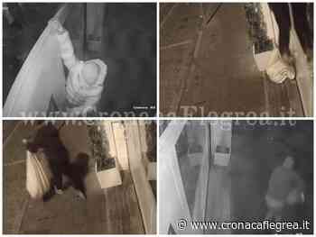 POZZUOLI/ Quattro furti al “White Chill Out” di Arco Felice: ladri rubano crostacei e bottiglie di vino – LE FOTO - Cronaca Flegrea