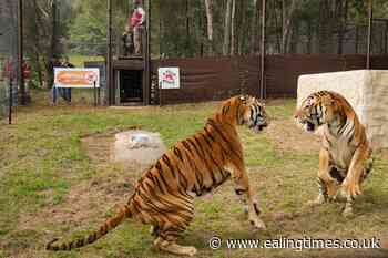 Tigers rescued from Argentina get new home in South Africa - Ealing Times