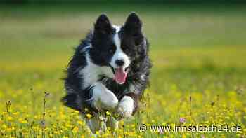 Giftköder in Waldkraiburg? Border-Collie-Hündin muss eingeschläfert werden