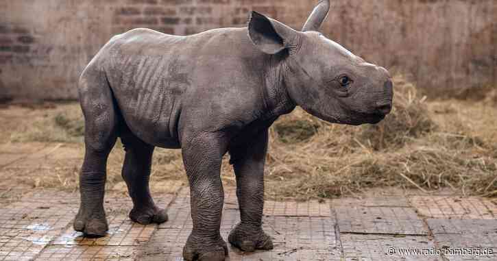 Nashorn-Junges in Tschechien nach der Stadt Kiew benannt