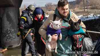 Vierbeiner auf der Flucht: Was passiert mit den Haustieren der Geflüchteten in Deutschland?