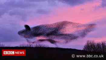 Lancashire starlings form swirling whale-shaped murmuration