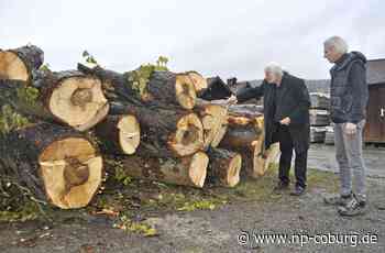 Nach der Fällung - Kastanien warten auf ihre Wiedergeburt - Neue Presse Coburg