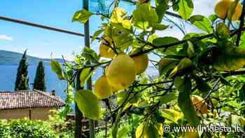 Passeggiando tra le limonaie del Garda - Linkiesta.it