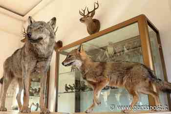 Impagliato lo sciacallo dorato investito a Castelnuovo del Garda - gardapost