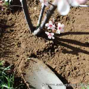 Gunnersbury celebrates planting of its Japanese cherry grove