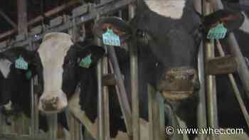 French-based yogurt company will center its U.S. operations in Batavia, using milk from local producers