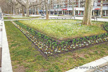 Süßer die Maiglöckchen nie klingen: Tausende Blumen bringen den Frühling nach Dresden - TAG24