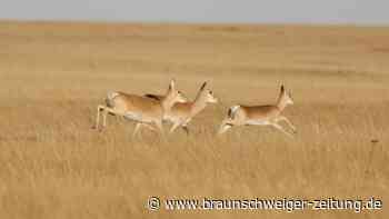 Gazelle läuft 18.000 Kilometer in fünf Jahren