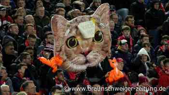 Katzen gequält: Anklage gegen Zouma in Vorbereitung