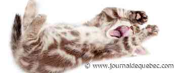 Québec va interdire le dégriffage des animaux de compagnie