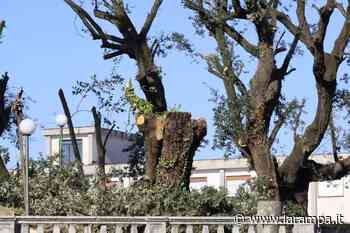 (FOTO) Disastro potatura, WWF Caserta: "Una nuova strage degli innocenti" - La Rampa