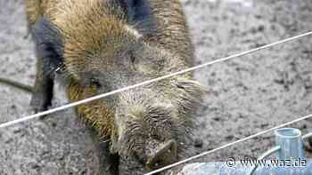 Naturführung für Familien auf dem Hohenstein in Witten - WAZ News