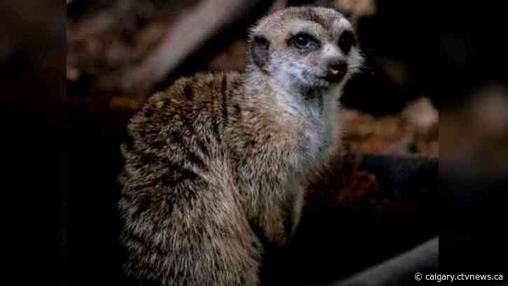 Calgary Zoo announces death of senior meerkat Petunia