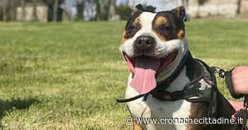 Colleferro. Barboncina sbranata in strada dall'amstaff. La replica del proprietario di Thor - Cronache Cittadine