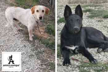 Cane legato a un palo al canile di Alba: si cerca il responsabile - LaVoceDiAlba.it